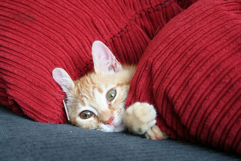 Poes by Babette Veenendaal