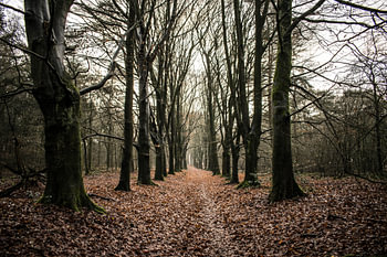 Het duistere bos