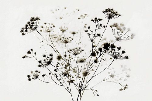 Japandi wilde bloemen