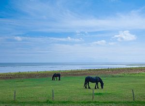 Des chevaux au pâturage sur Vlieland. sur Hennnie Keeris