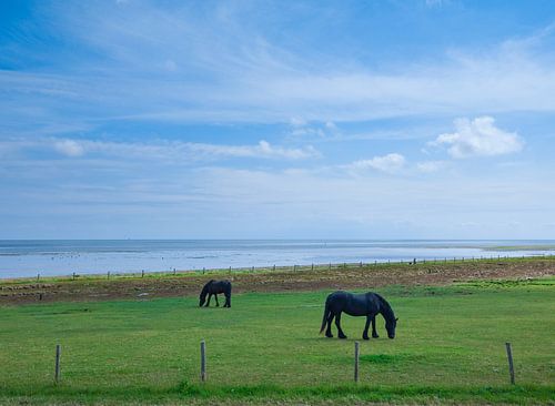 Des chevaux au pâturage sur Vlieland.