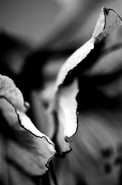 Geschulpte bladeren van Amarylis zwart wit low key van Mariska van Vondelen