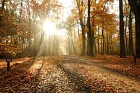 Autumn in nature - 1