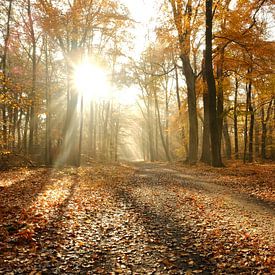 herfstkleuren in de natuur - 1 van Danny Van Silfhout