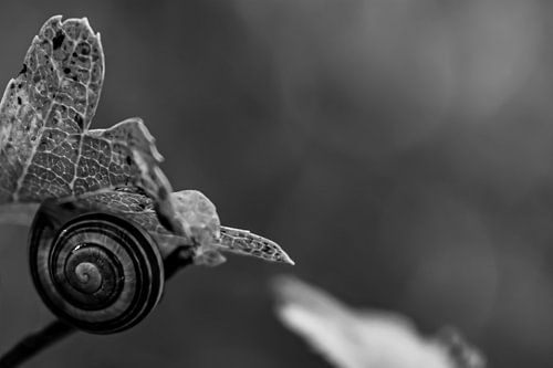 Escargot sur une feuille