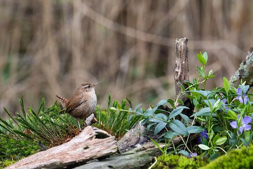 Winterkoning op de uitkijk