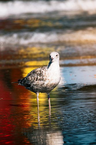Möwe in buntem Wasser - Nordseeküste von NickedPhotos