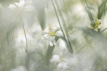 Witte bloemen, grote muur 1 van Patricia van Kuik