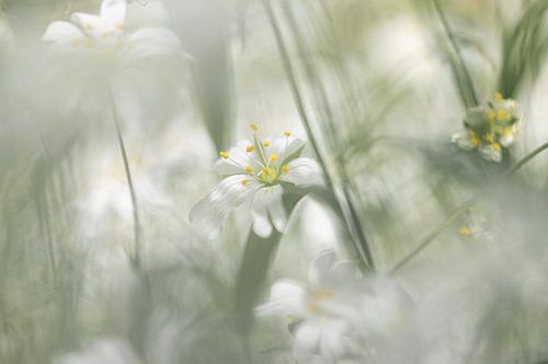 Fleurs blanches, grand mur 1
