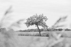 Solitude van Elle De Backer