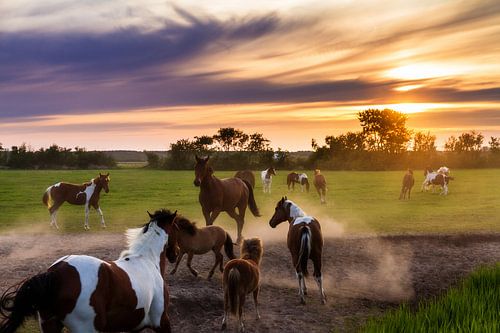 Jouer aux chevaux au coucher du soleil