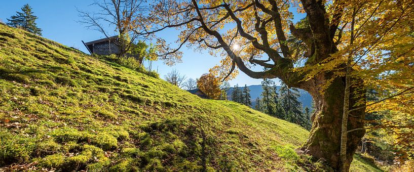 Panoramic image of a very old, gnarled maple tree by SusaZoom