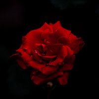 Rote Rose