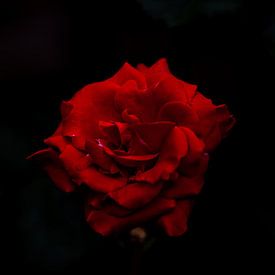 Rose rouge sur wim van de bult