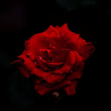 Rode roos van wim van de bult