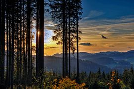 Wald im Sonnenutergang von Jürgen Wiesler