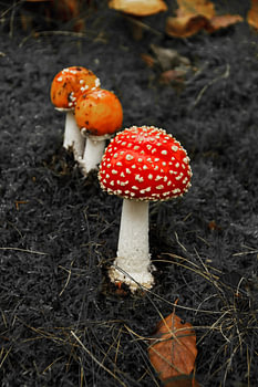 rood met witte stippen bos orange spillebeen prachtige paddestoel herfst rode paddestoel