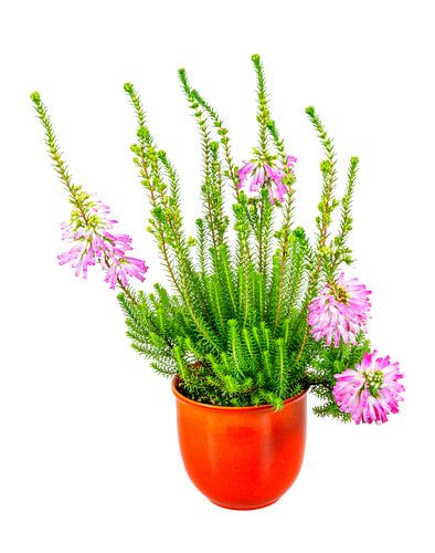 Zuid-Afrikaanse heide in een bloemenboomgaard op een witte achtergrond