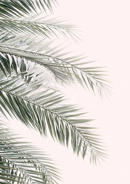 Feuilles de palmier blush par Kathrin Pienaar