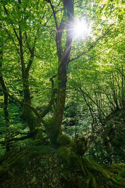 Ochtendlicht in het bos van Flatfield