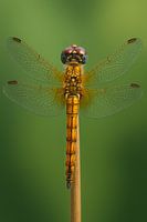 Golden Dragonfly Macro