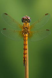 Goldene Libelle Makro von RavenC Store