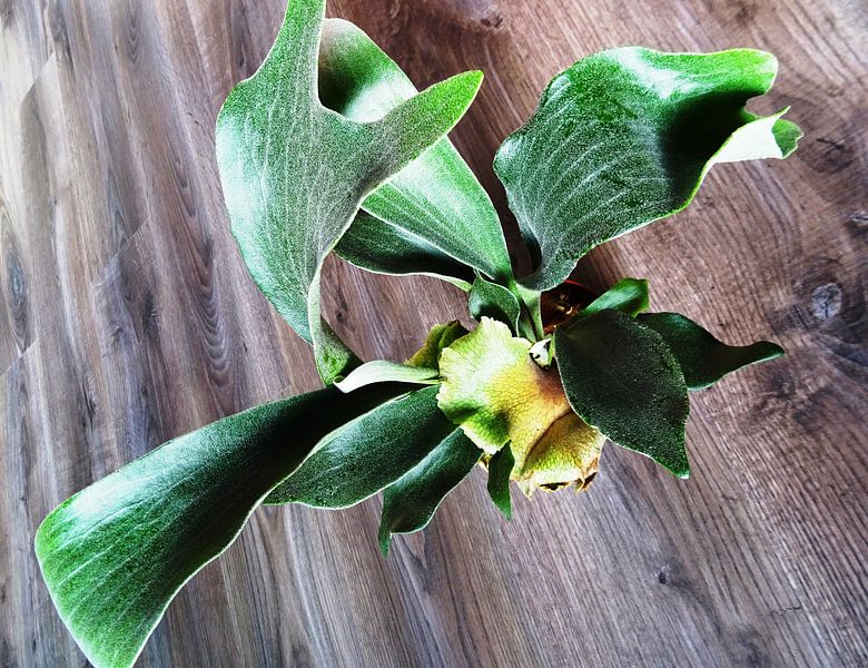 Kamerplant: Platycerium bifurcatum | Hertshoornvaarn 1 von MoArt (Maurice Heuts)