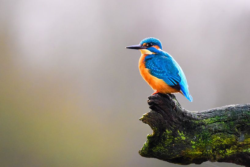 IJsvogeltje op boomtak van Bert de Boer