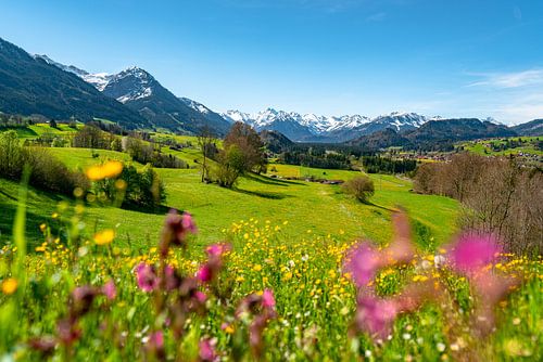 Voorjaarsachtig uitzicht over de bloemenweide tot aan de Allgäuer Alpen
