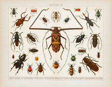 Lithographie ancienne en couleurs Coléoptères II sur Studio Wunderkammer