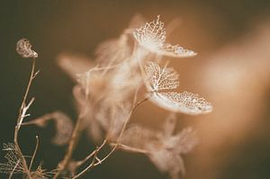 Hortensia dansant dans le vent.