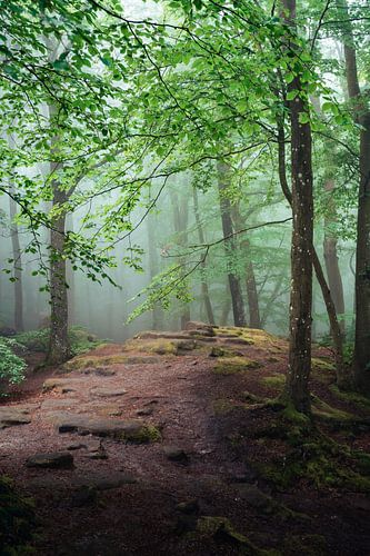 In the enchanted forest