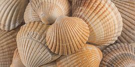 Panorama strandgevoel! Schelpen in oranje - beige kleuren van Marjolijn van den Berg