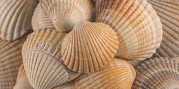 Panorama strandgevoel! Schelpen in oranje - beige kleuren van Marjolijn van den Berg