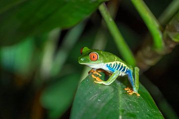 Tree Frog by Eddy Kuipers