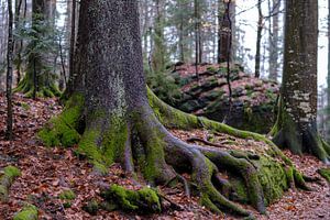 Les racines des arbres défient les rochers sur Willem Laros | Reis- en landschapsfotografie