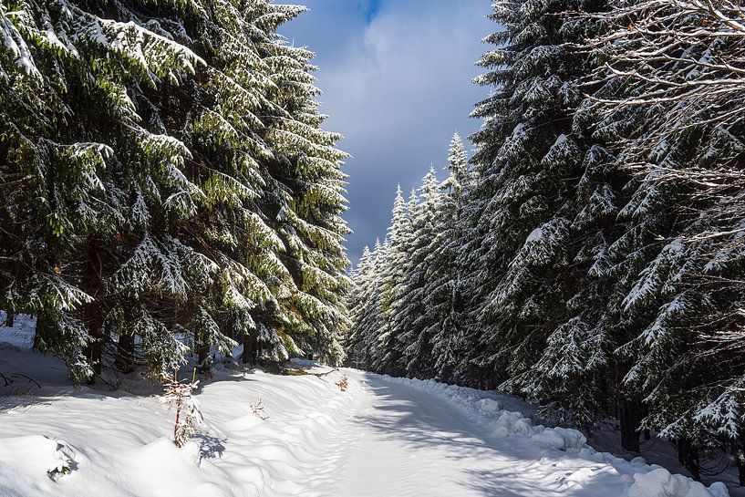 Paysage en hiver dans la forêt de Thuringe, près de Schmied par Rico Ködder
