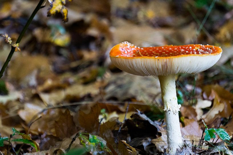 Mouche de l'agaric dans la forêt. par Onno Alblas