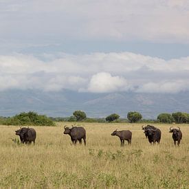 Buffels in Uganda. von Maarleveld Fotografie
