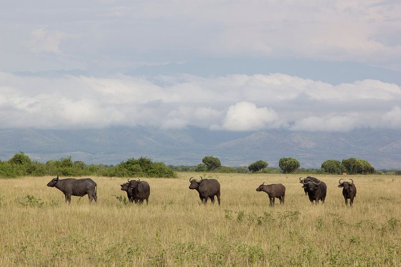Buffels in Uganda. von Maarleveld Fotografie