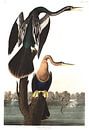 Amerikaanse Slangenhalsvogel van Birds of America thumbnail
