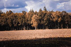 Einsamer Baum Herbst Bladel von Zwoele Plaatjes