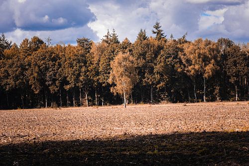 Eenzame Boom Herfst Bladel