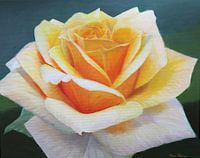 Gele Roos