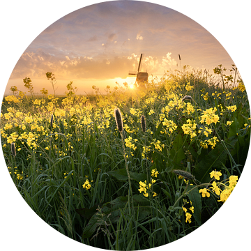 Kleurijke Broekmolen in mei