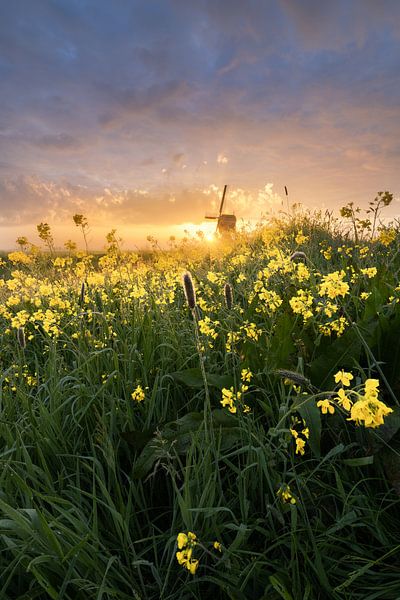Broekmolen coloré en mai par Bob Vandenberg