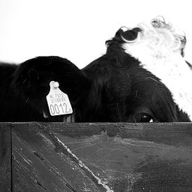 Cow peeks over the fence by Harry Kolenbrander