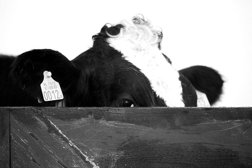 Kuh blickt über den Zaun von Harry Kolenbrander