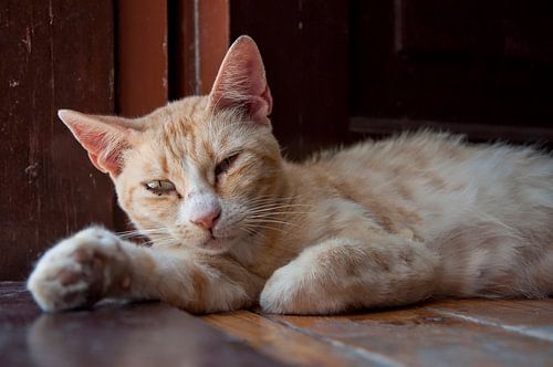 Luie kat