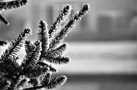 Winter in contrast van Marije Zwart thumbnail